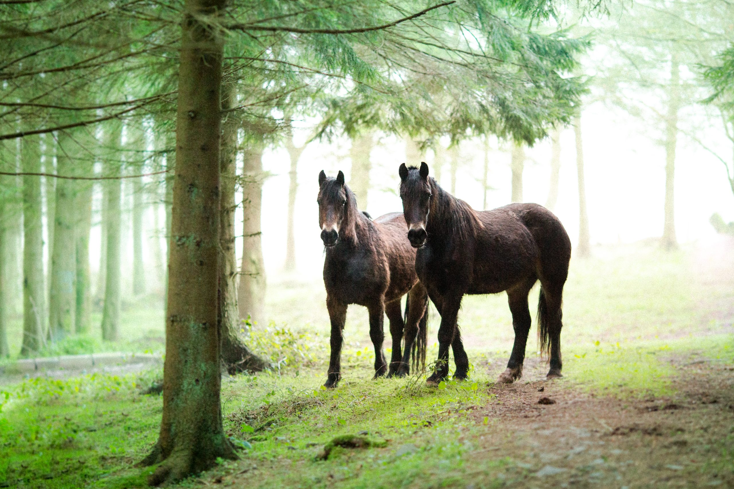 Young horses in the forest